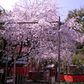 一人で花見(京都)
