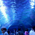 一人で水族館(東京)