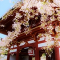 一人で花見(京都)