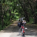 一人でサイクリング(三島郡)