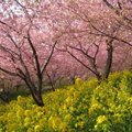 一人で花見(早咲き桜/神奈川)