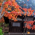 一人で紅葉(京都/洛西)